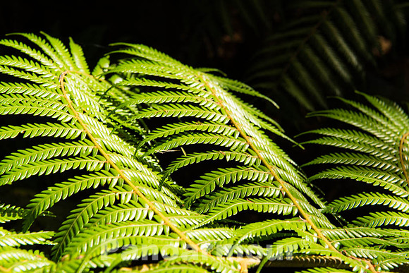 Silver Ferns, New Zealand